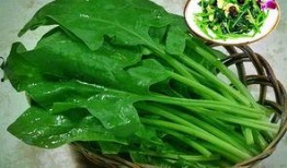 菠菜最新爆料新闻报道,揭秘菠菜界惊天秘密