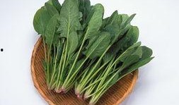 菠菜最新爆料新闻报道,揭秘菠菜界惊天秘密